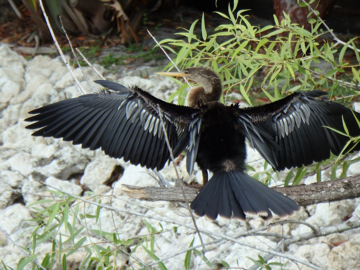 Anhinga - ML640593110