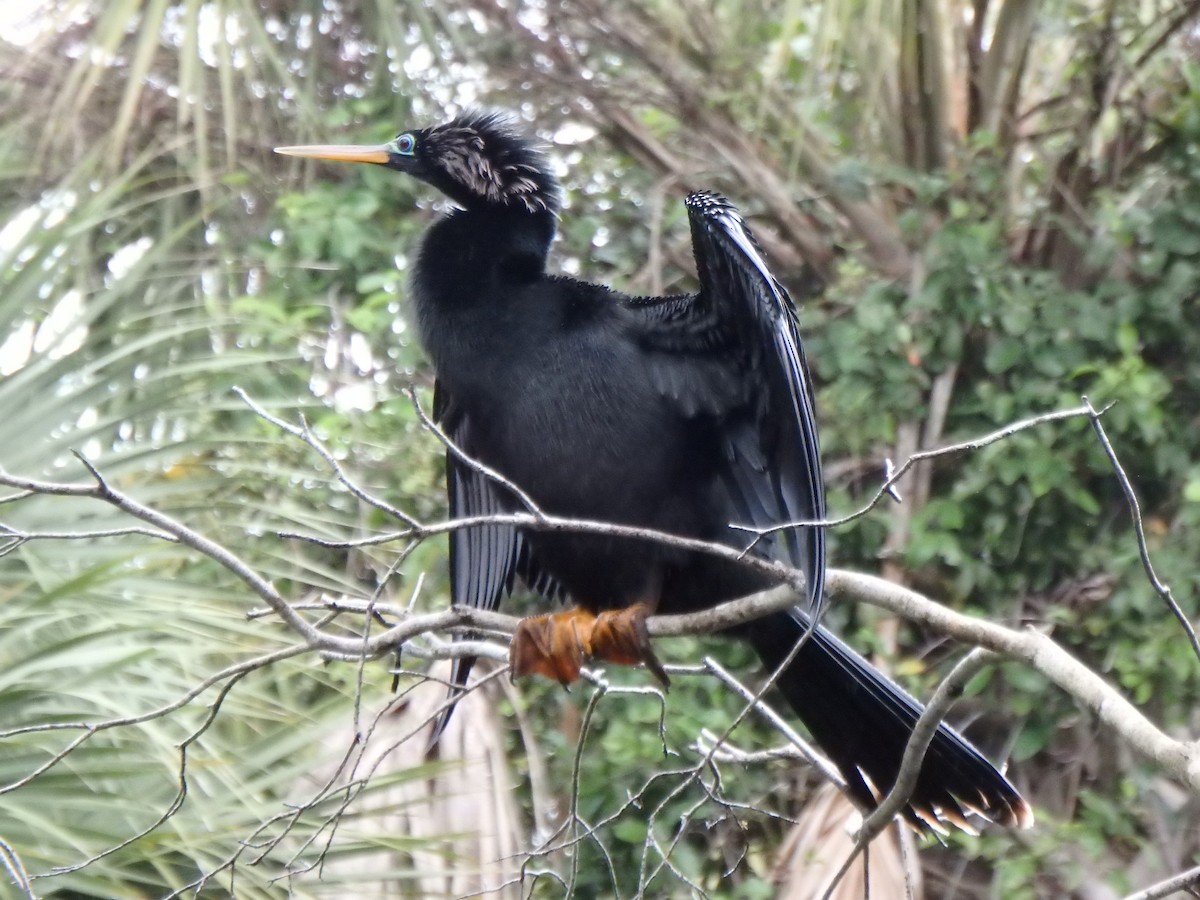 Anhinga - ML640593113