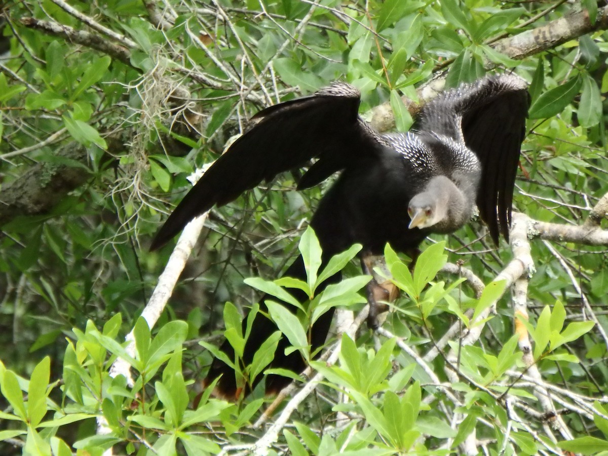 Anhinga - ML640593114