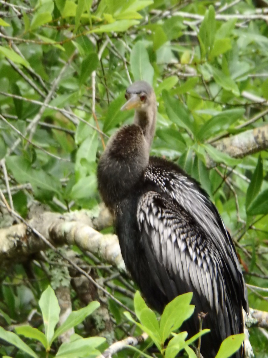Anhinga - ML640593116