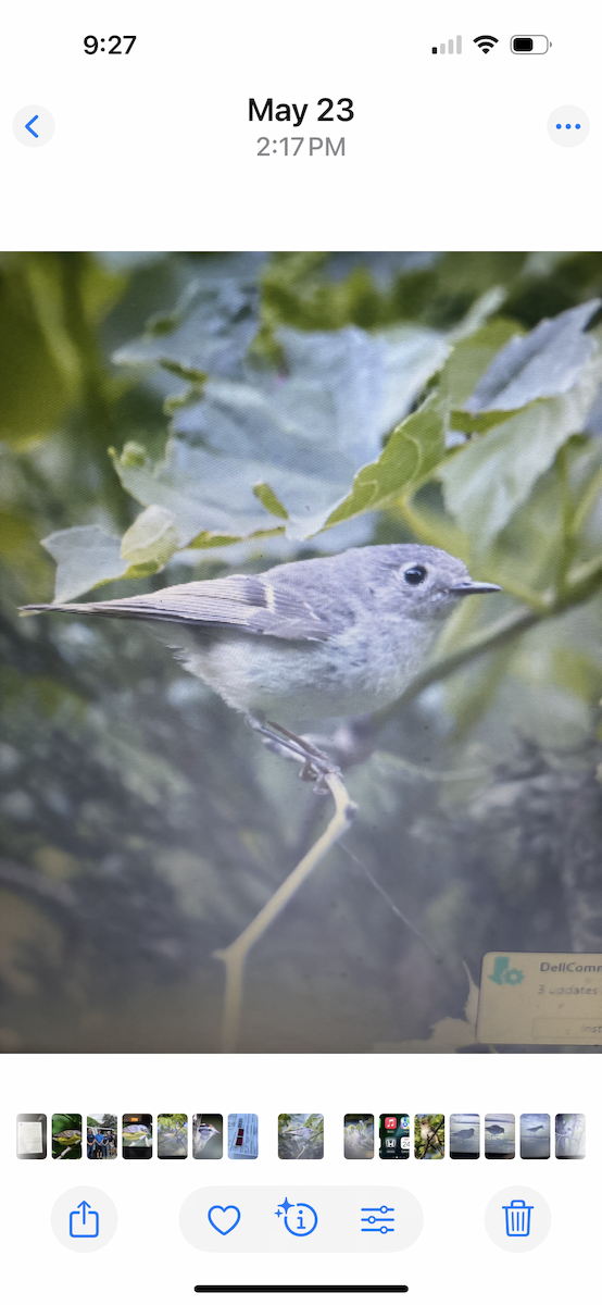 Ruby-crowned Kinglet - ML640593117