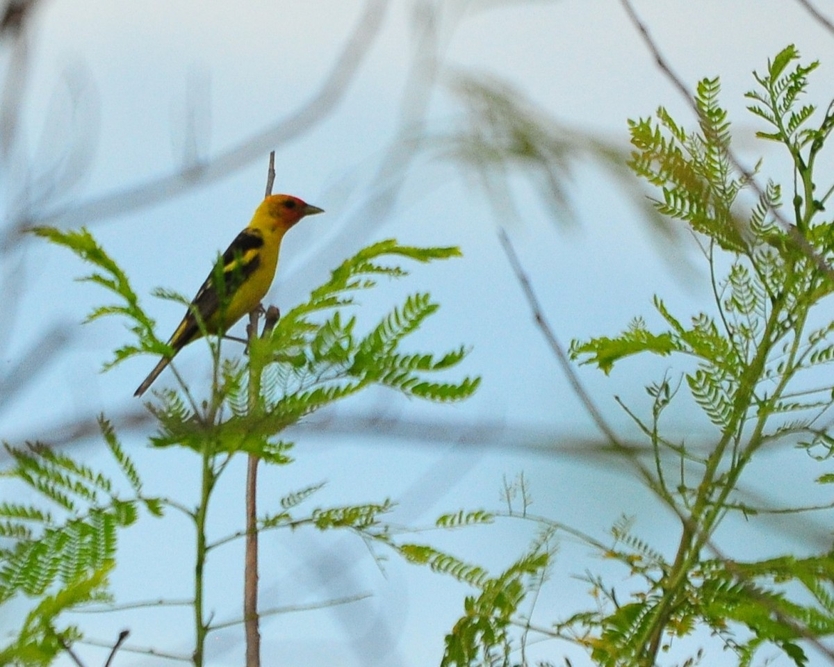 Western Tanager - ML640593209