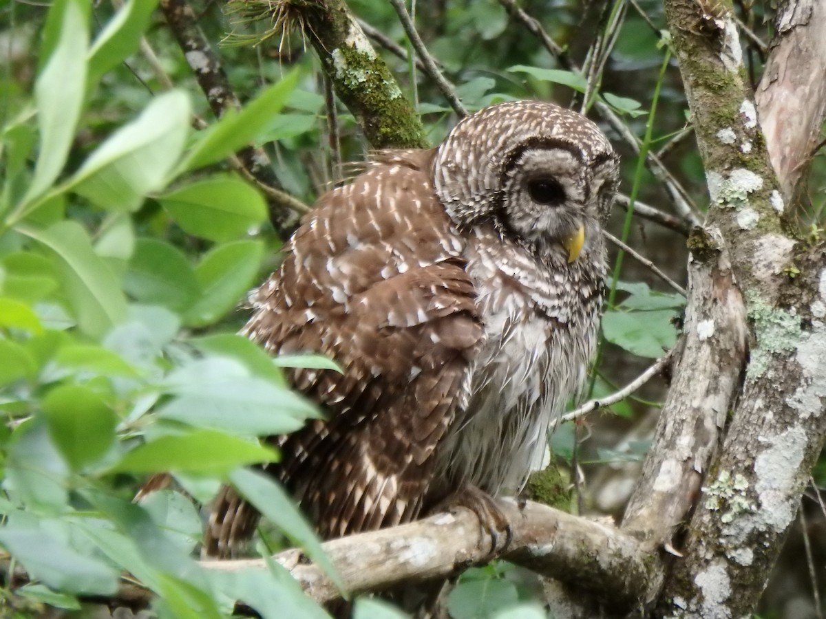 アメリカフクロウ - ML640593227