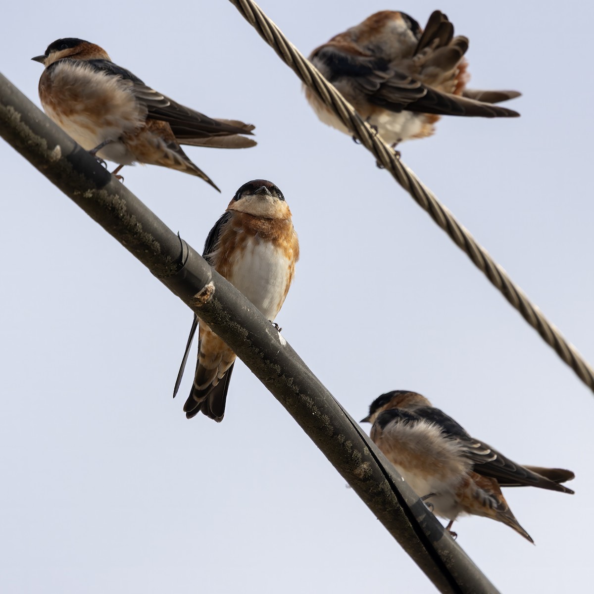 Chestnut-collared Swallow - ML640593231