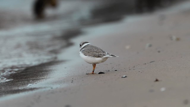 Piping Plover - ML640593298