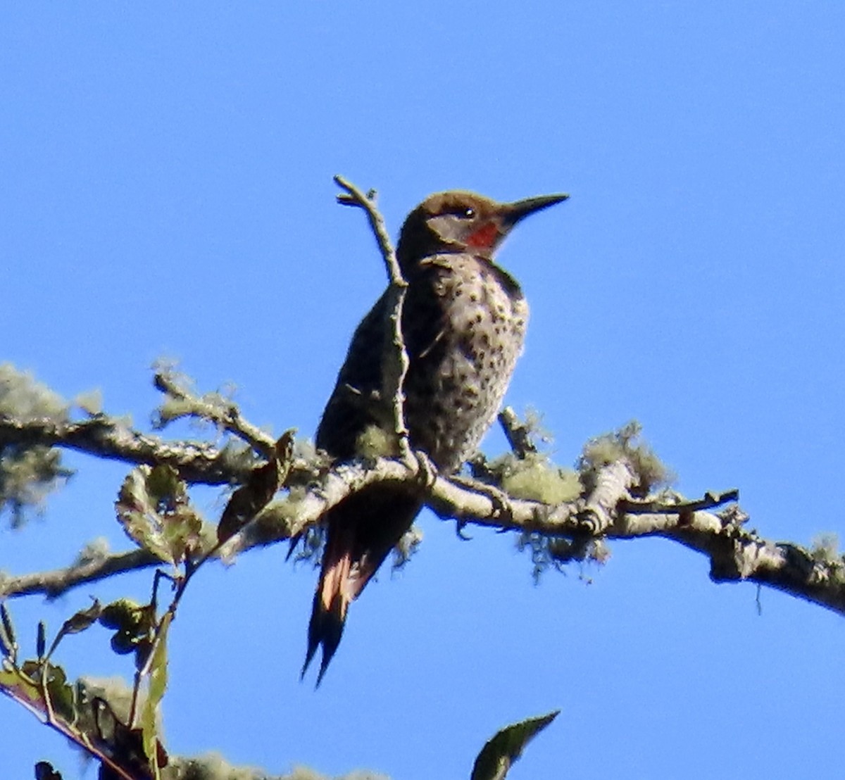 Northern Flicker - ML640593312