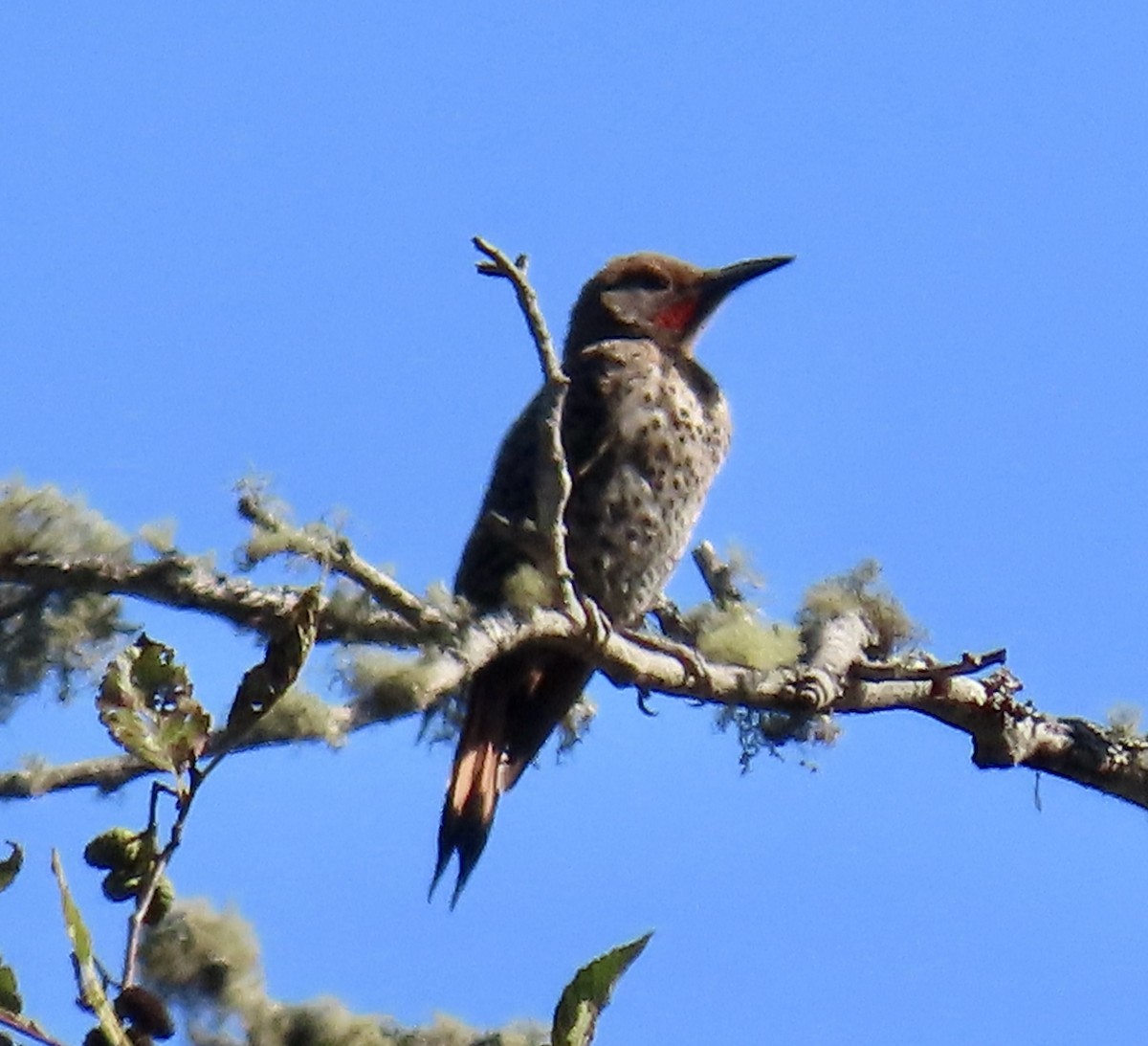 Northern Flicker - ML640593313
