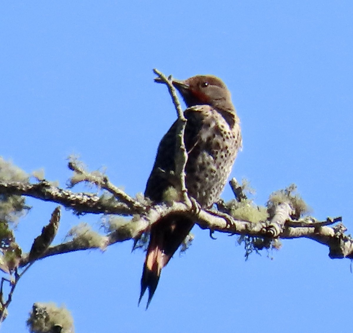 Northern Flicker - ML640593314