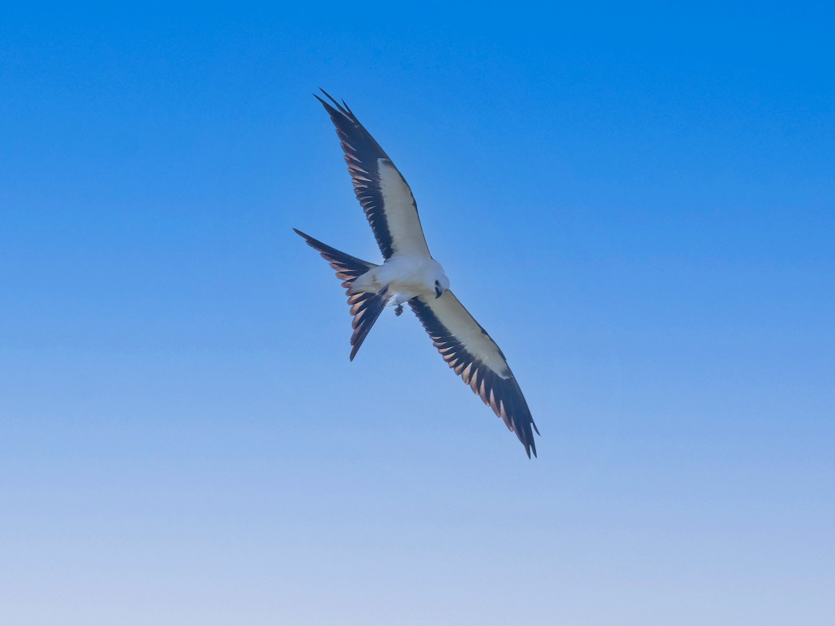 Swallow-tailed Kite - ML640593393