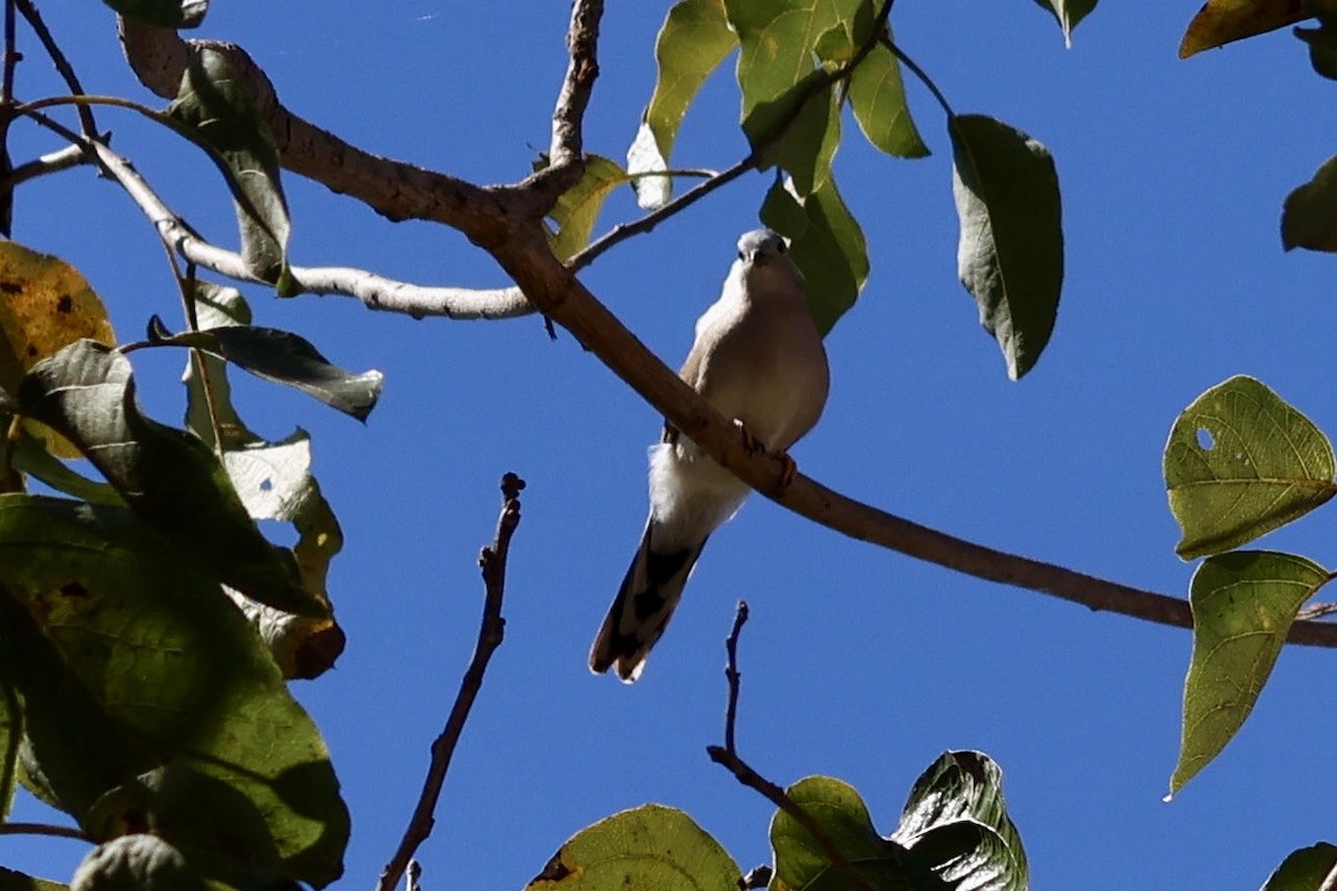 Long-tailed Ground Dove - ML640593422