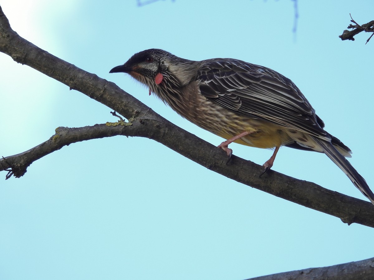 Red Wattlebird - ML640593486