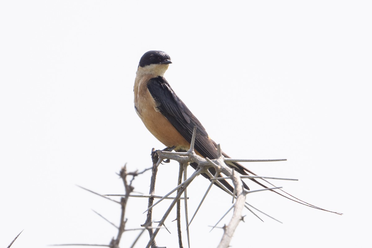 Rufous-chested Swallow - ML640593520