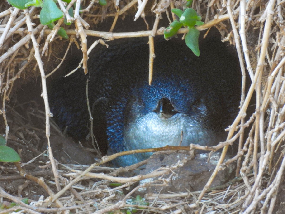 Little Penguin - ML640593572