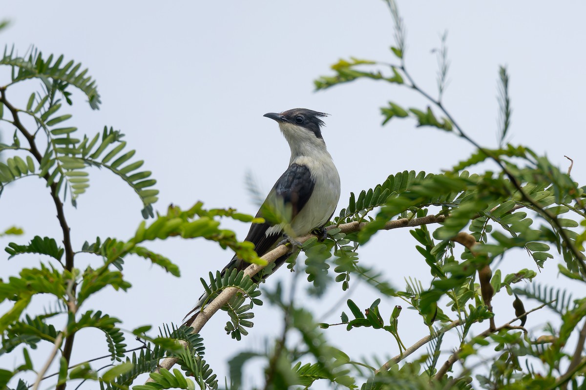 Pied Cuckoo - ML640593578