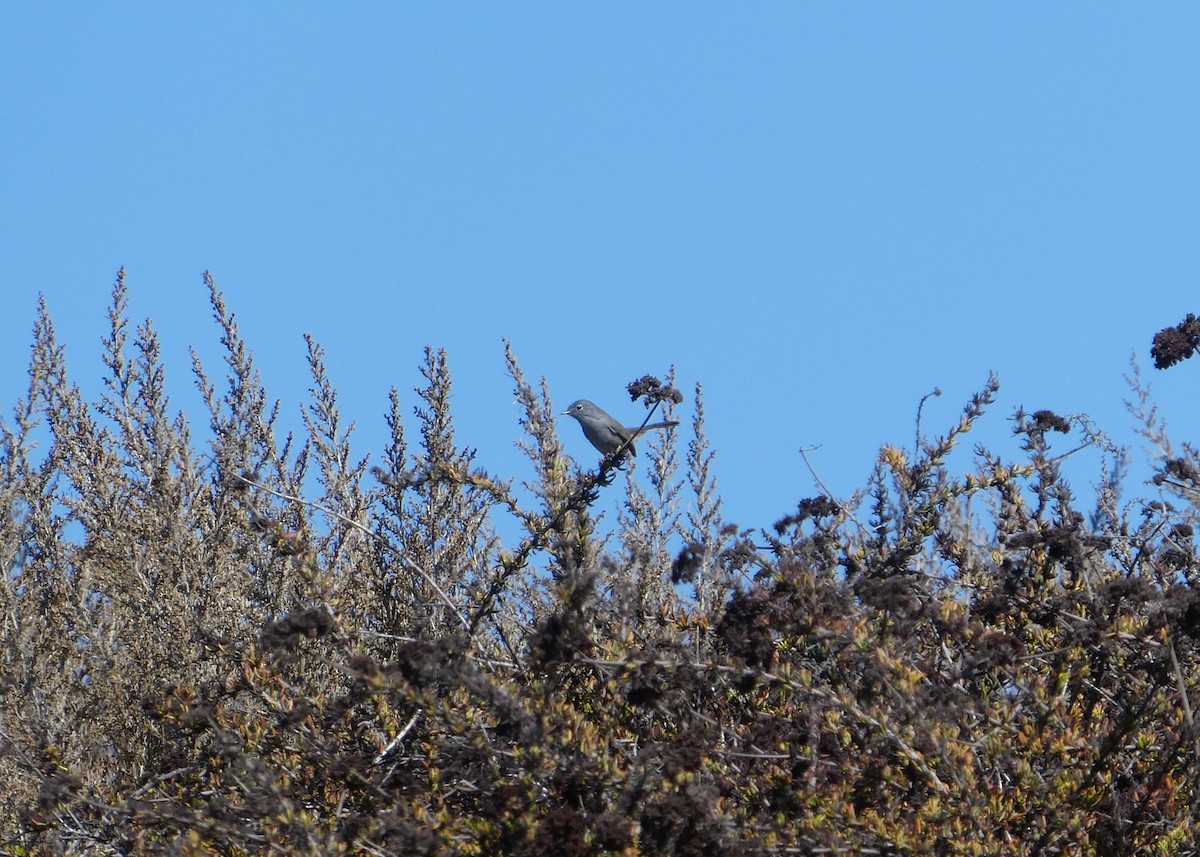 California Gnatcatcher - ML640593596