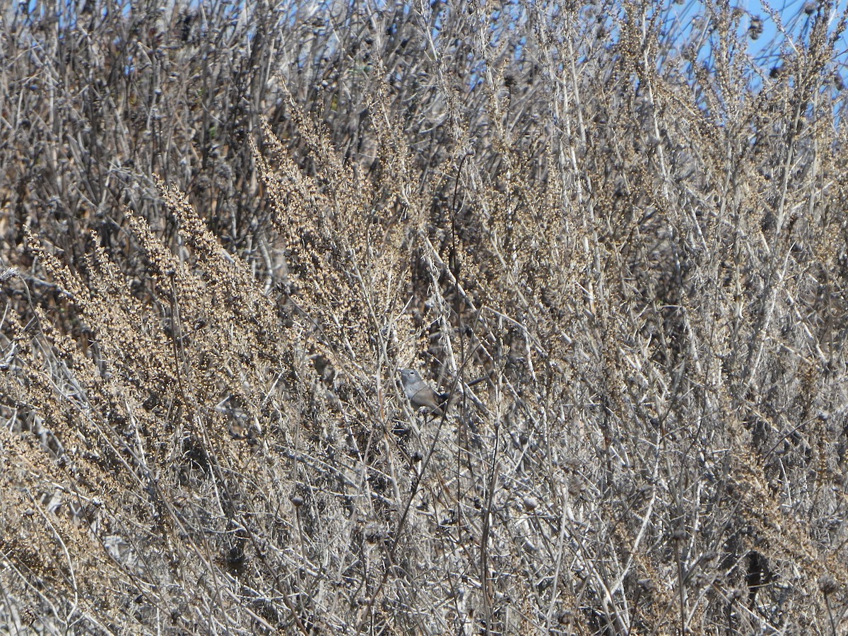 California Gnatcatcher - ML640593597