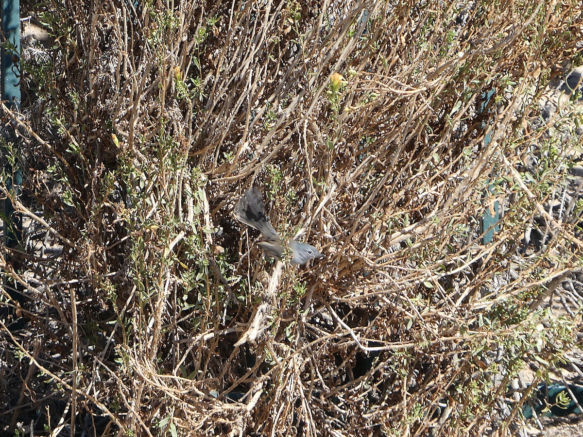 California Gnatcatcher - ML640593598