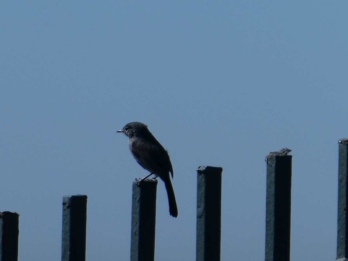 California Gnatcatcher - ML640593601