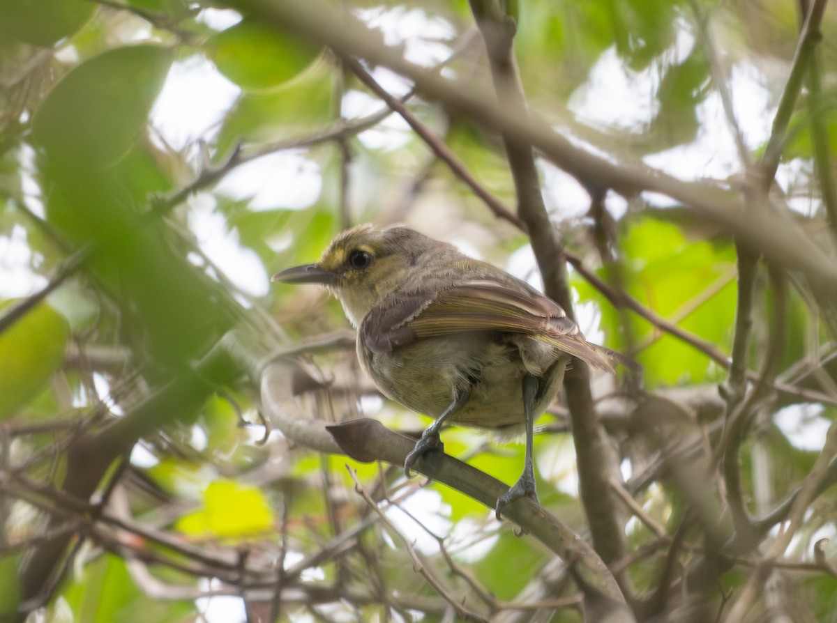 arawakvireo - ML640593631