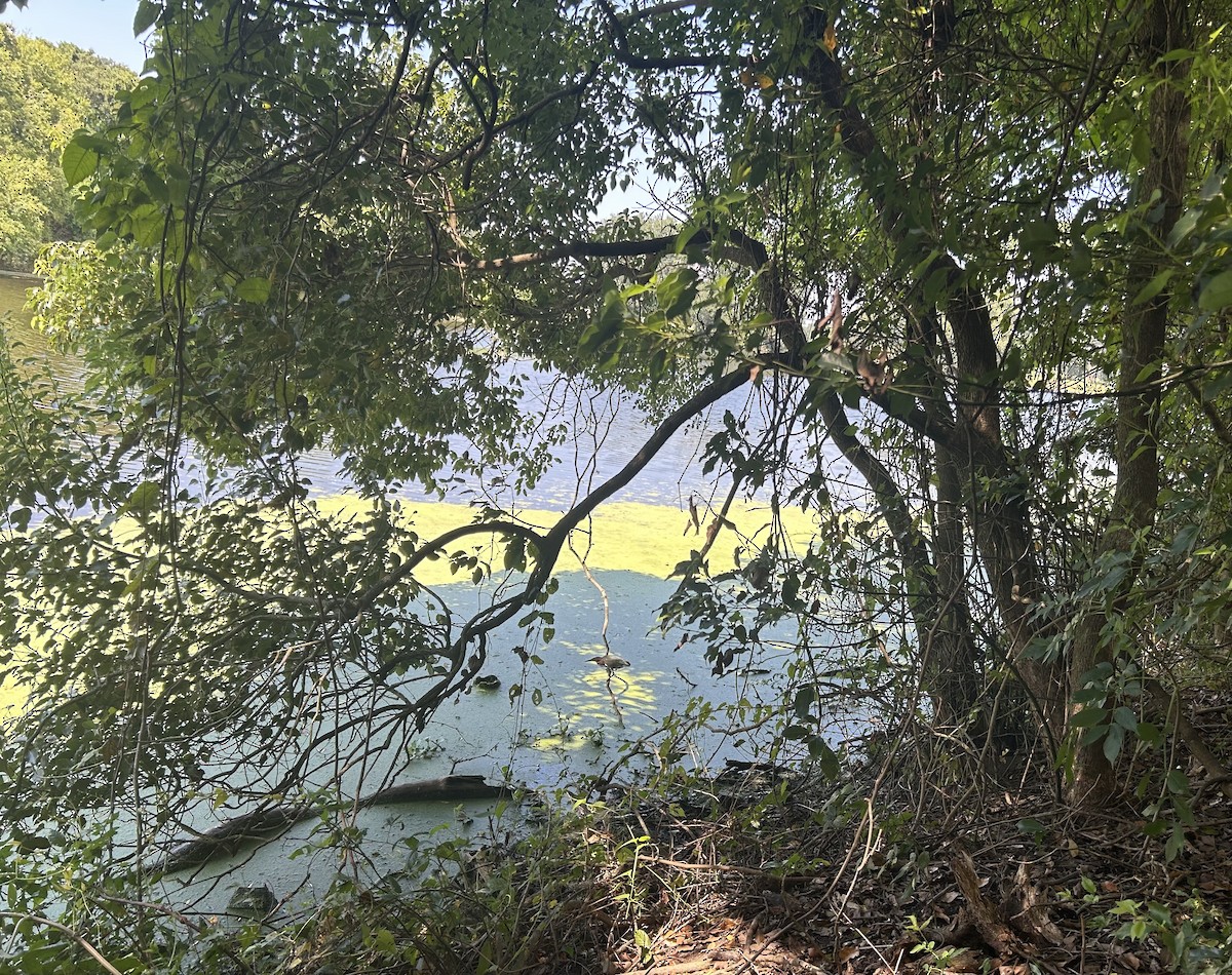 Green Heron - ML640593635