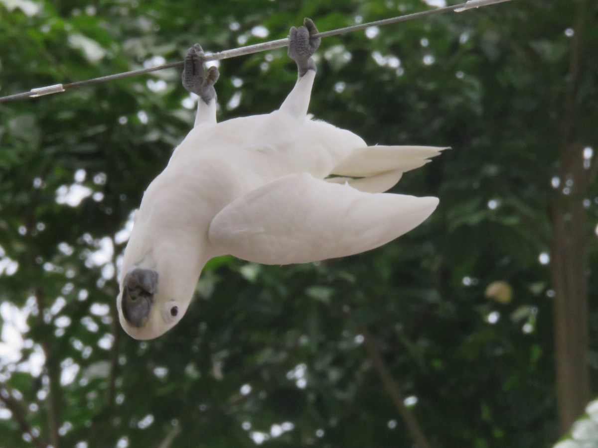Yellow-crested Cockatoo - ML640593684