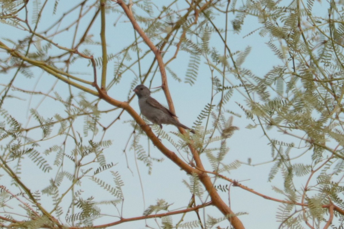 Black-chinned Sparrow - ML640593708