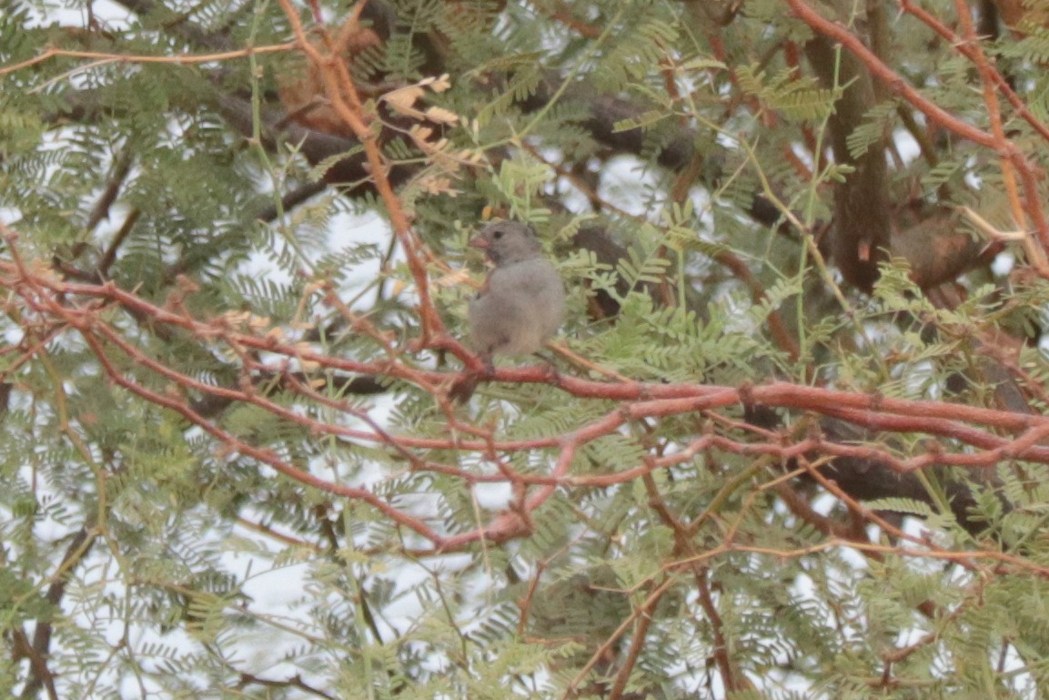 Black-chinned Sparrow - ML640593712