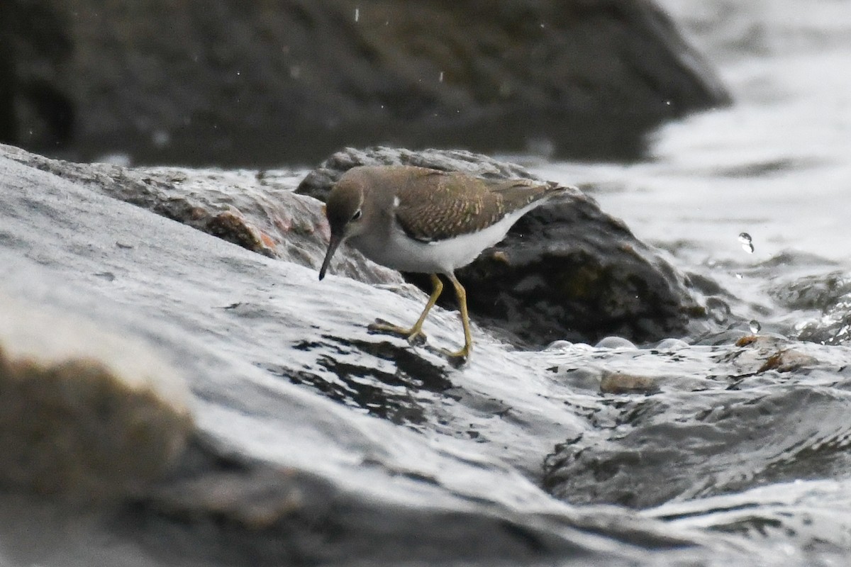 Spotted Sandpiper - ML640593714