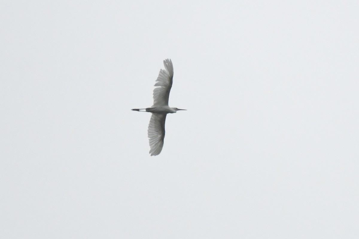 Snowy Egret - ML640593722