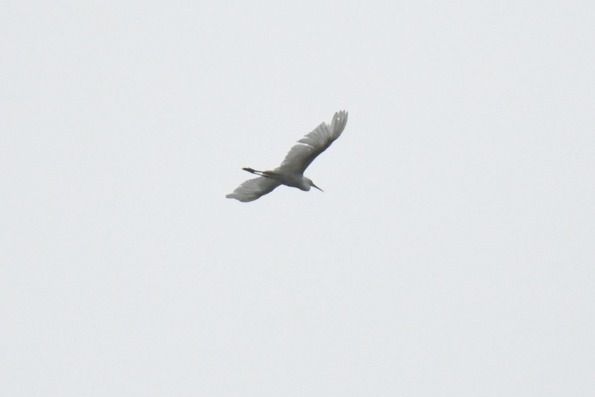 Snowy Egret - ML640593725