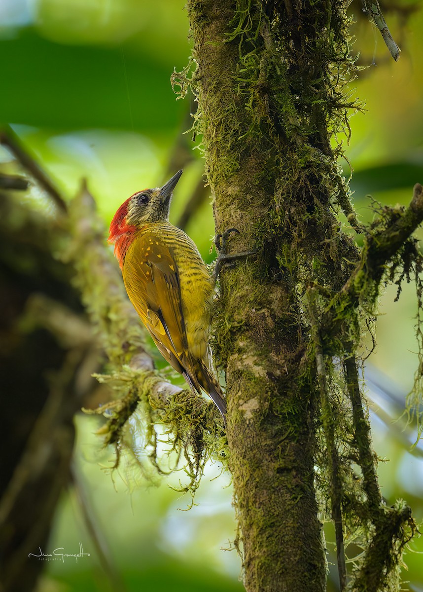 Yellow-vented Woodpecker - ML640593732