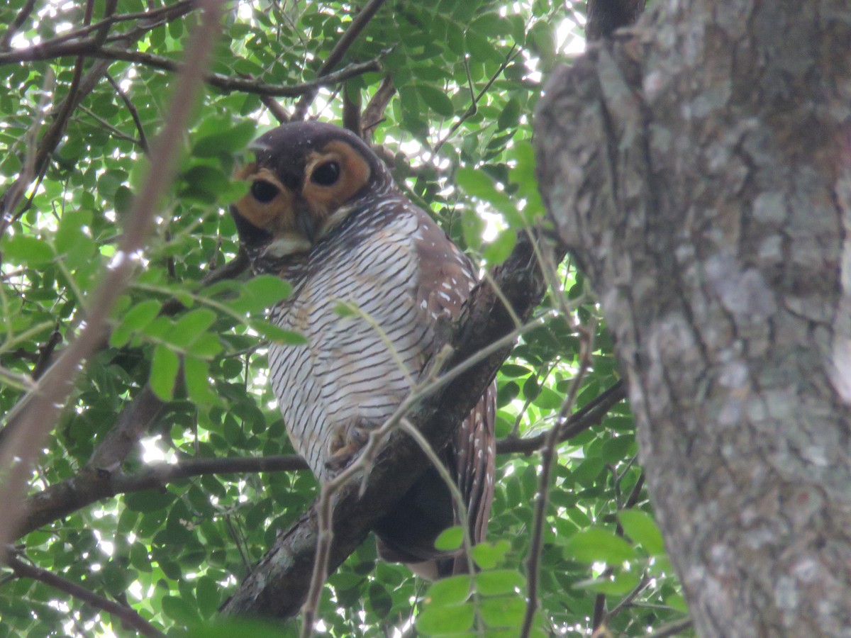 Spotted Wood-Owl - ML640593744