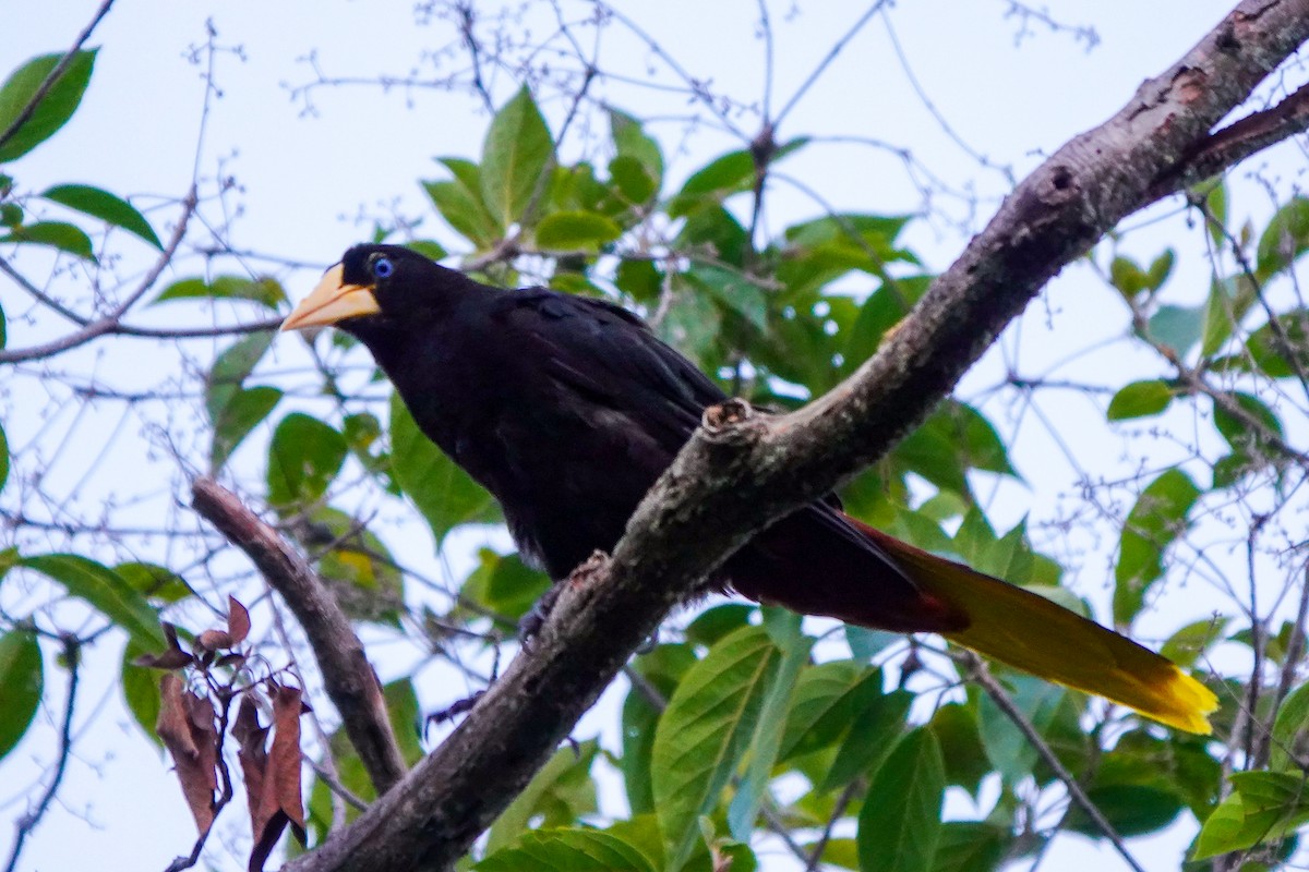 Crested Oropendola - ML640593761
