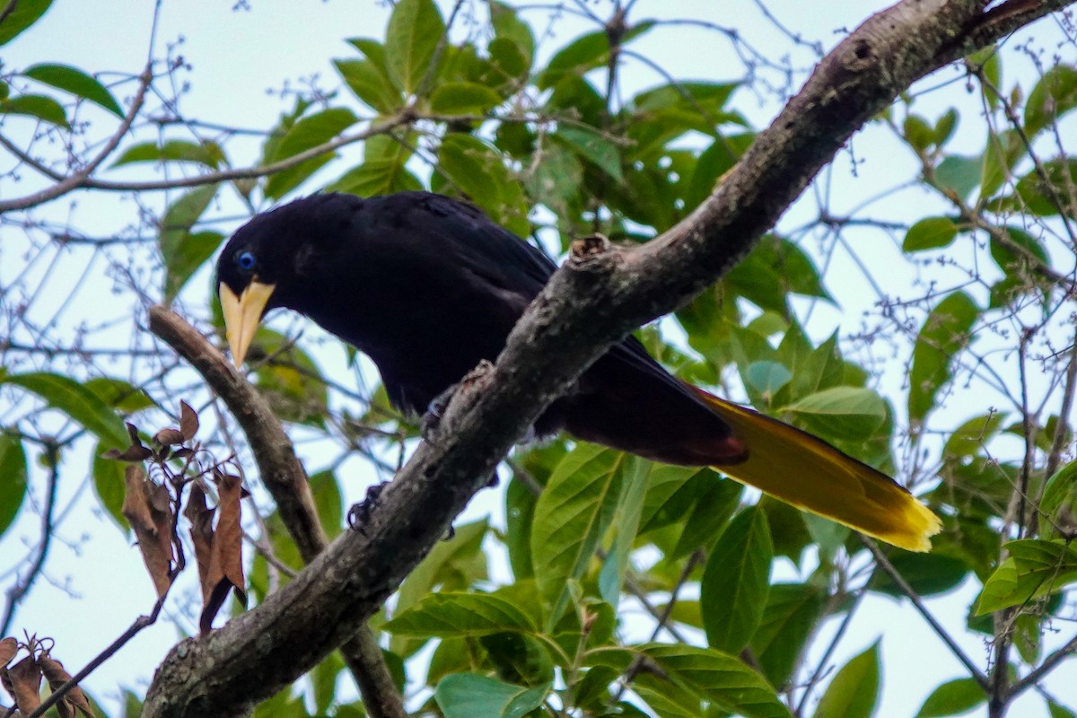 Crested Oropendola - ML640593762