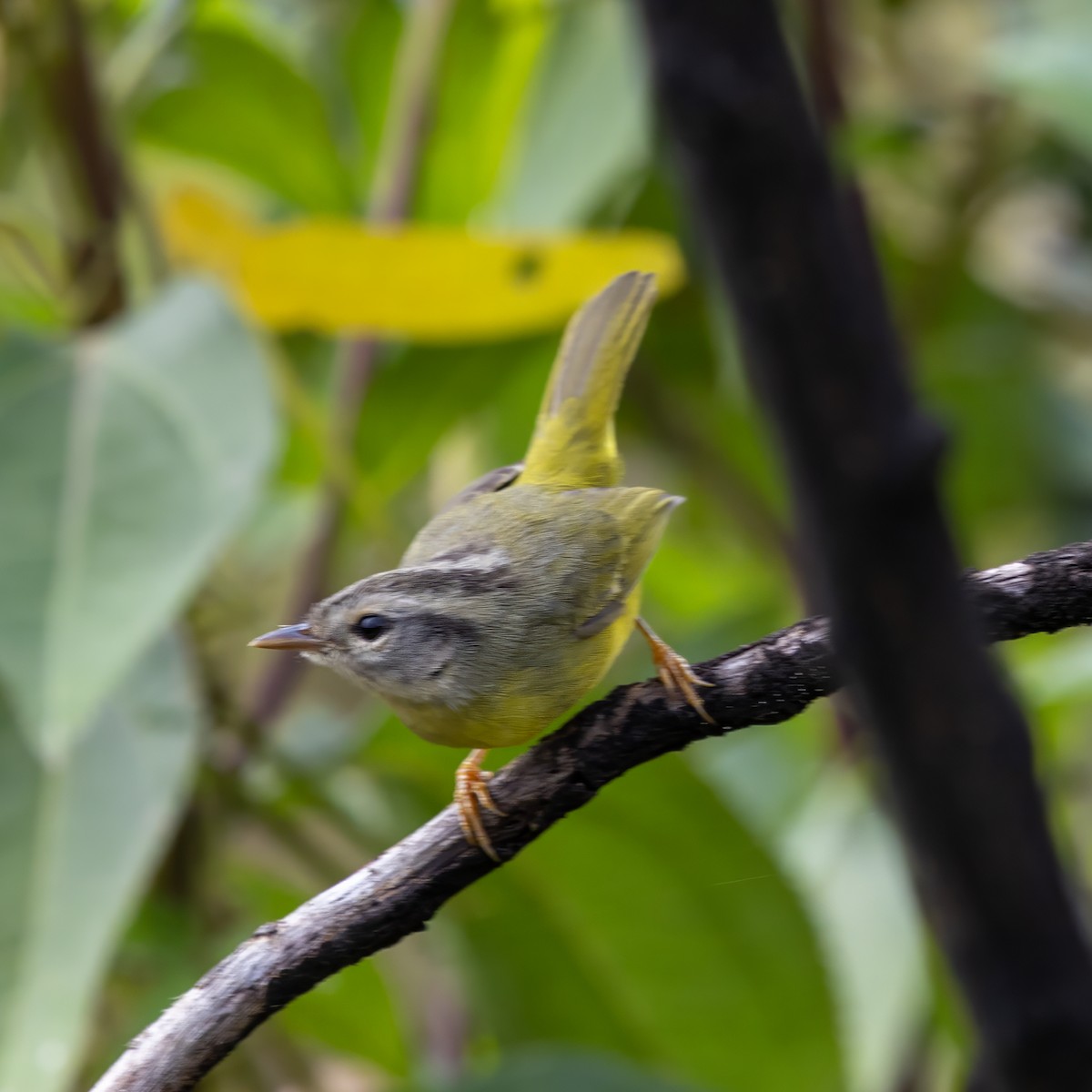 Three-banded Warbler - ML640593797