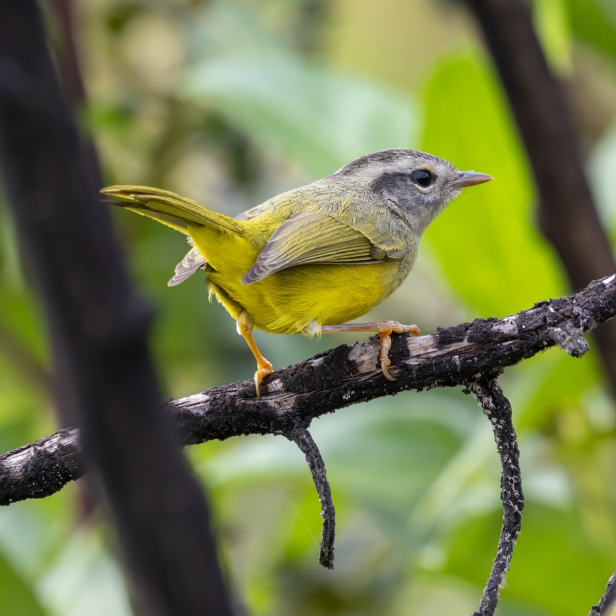 Three-banded Warbler - ML640593798