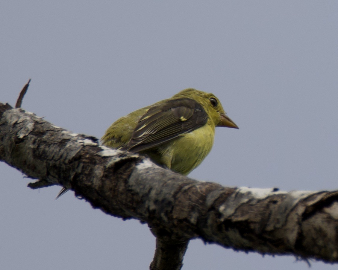 Scarlet Tanager - ML640593865