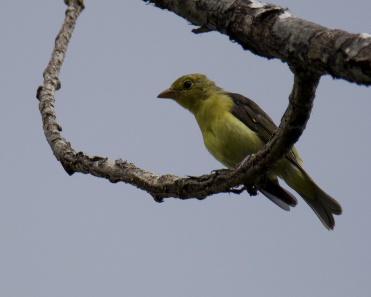 Scarlet Tanager - ML640593867