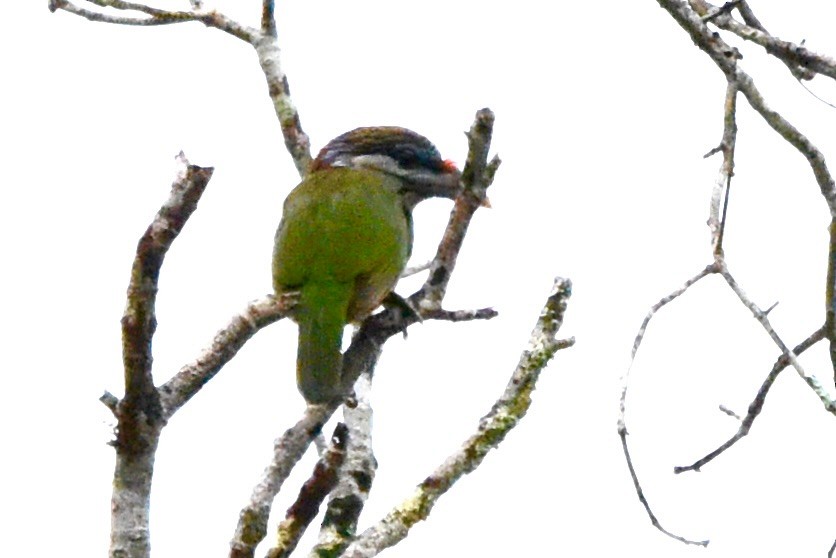 Red-vented Barbet - ML640593887