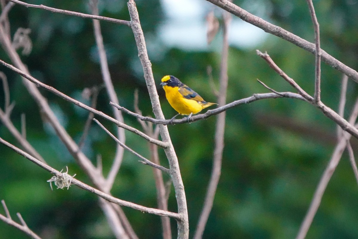 Thick-billed Euphonia - ML640593902