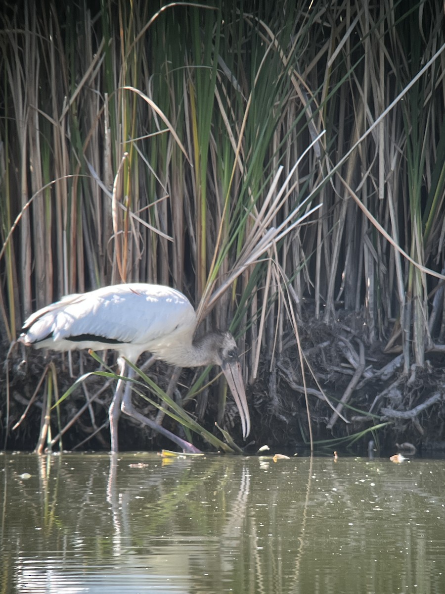 Wood Stork - ML640593936