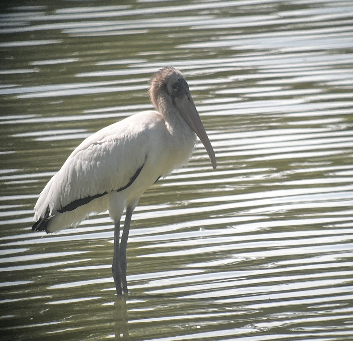 Wood Stork - ML640593937