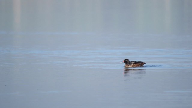 Black-headed Duck - ML640593963