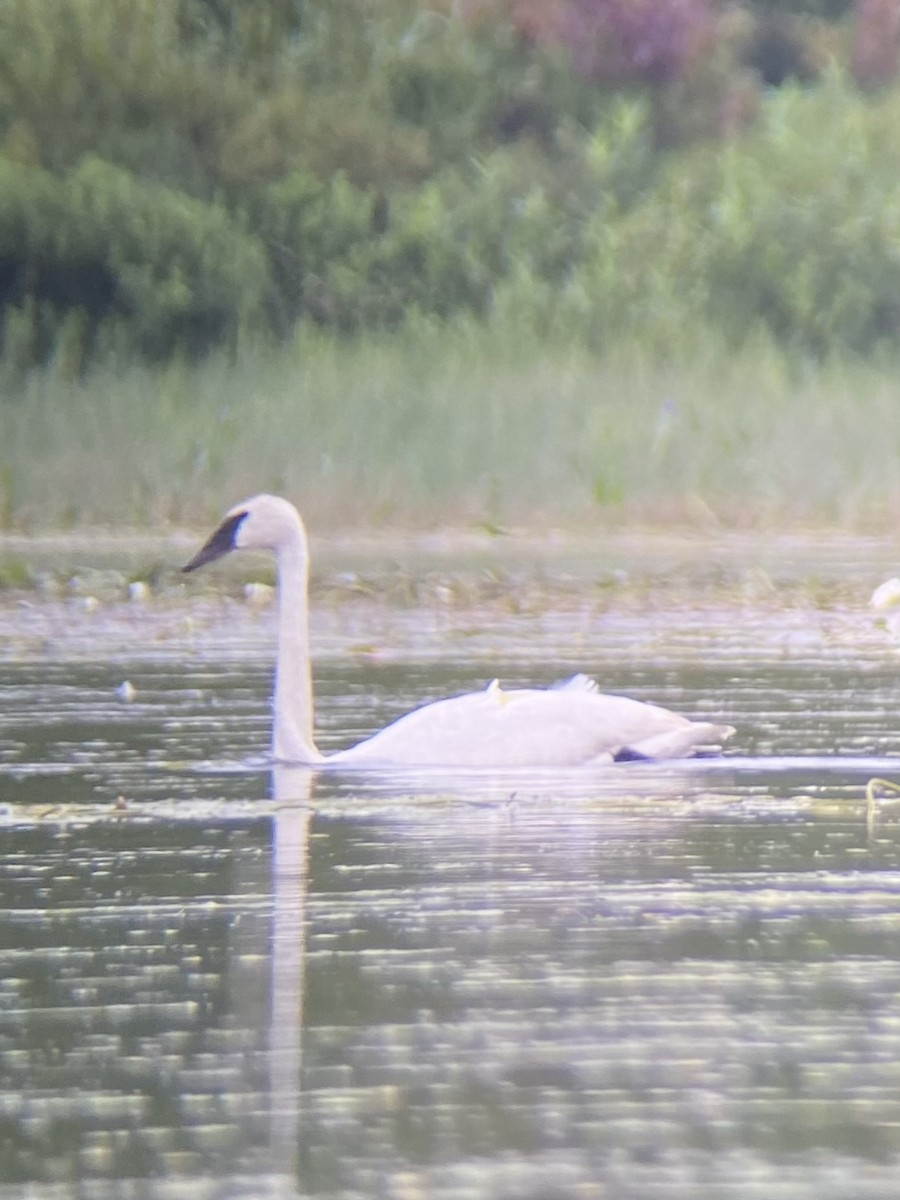 Beltxarga tronpetaria - ML640593993