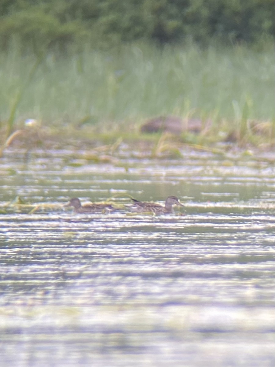 Zertzeta arrunta (amerikarra) - ML640593994