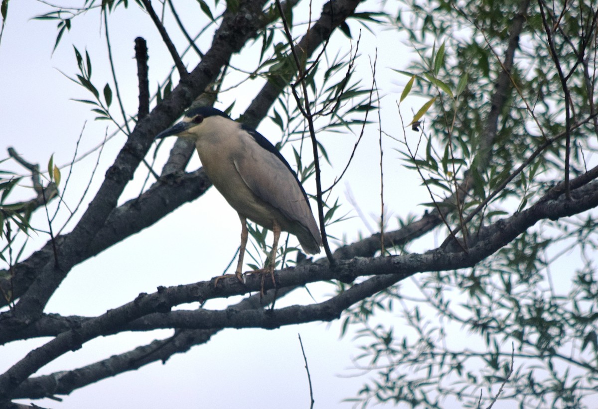 Black-crowned Night Heron - ML640594054