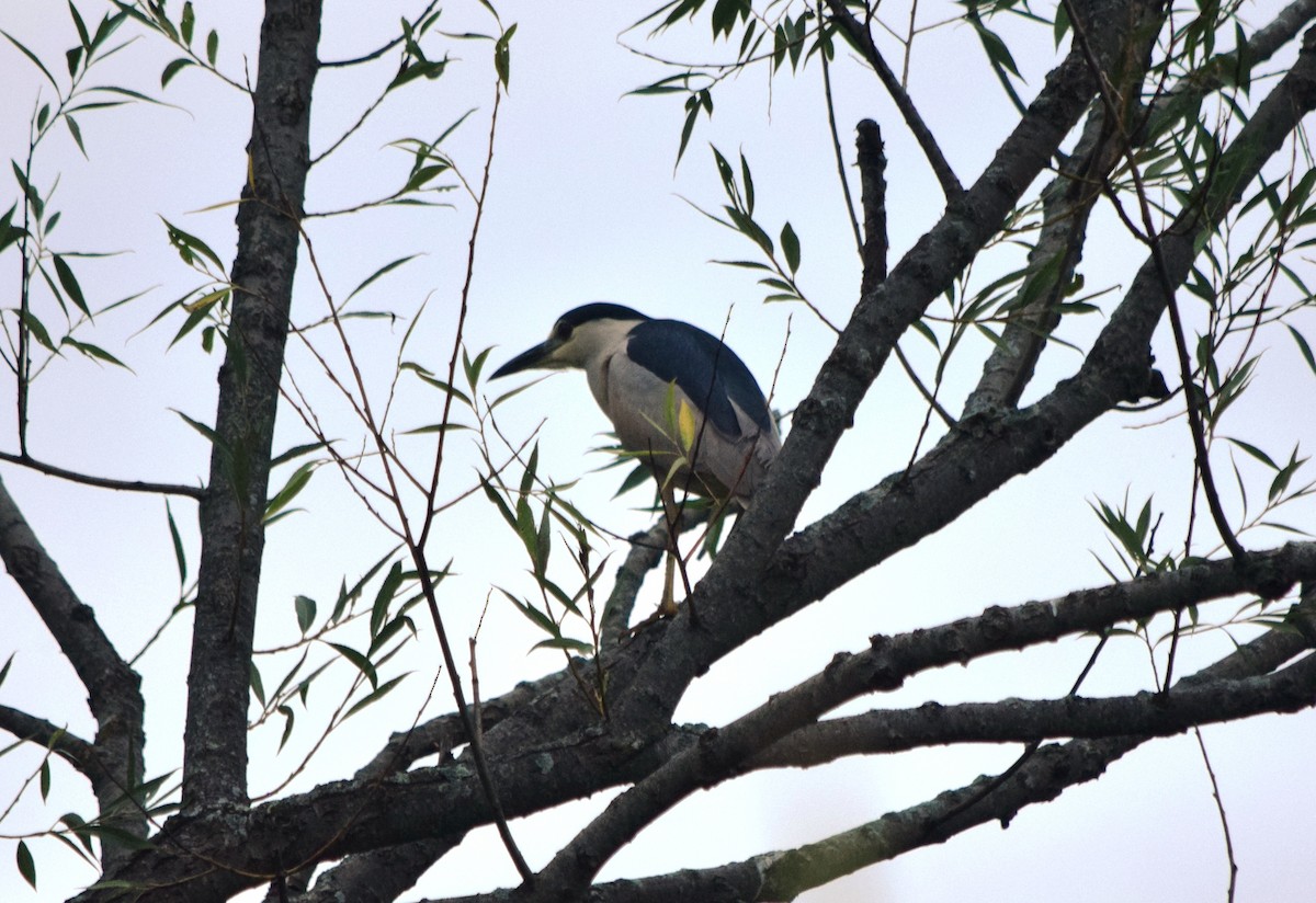 Black-crowned Night Heron - ML640594063
