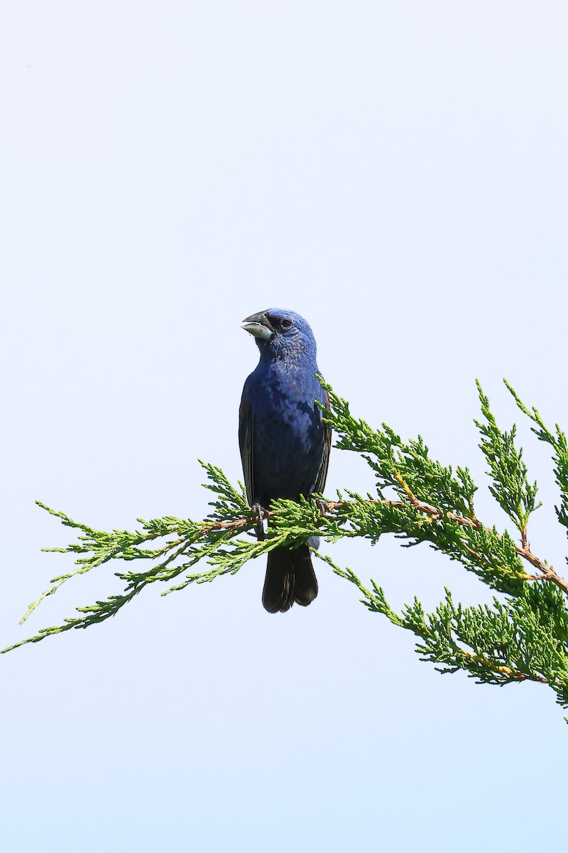 Blue Grosbeak - ML640594069