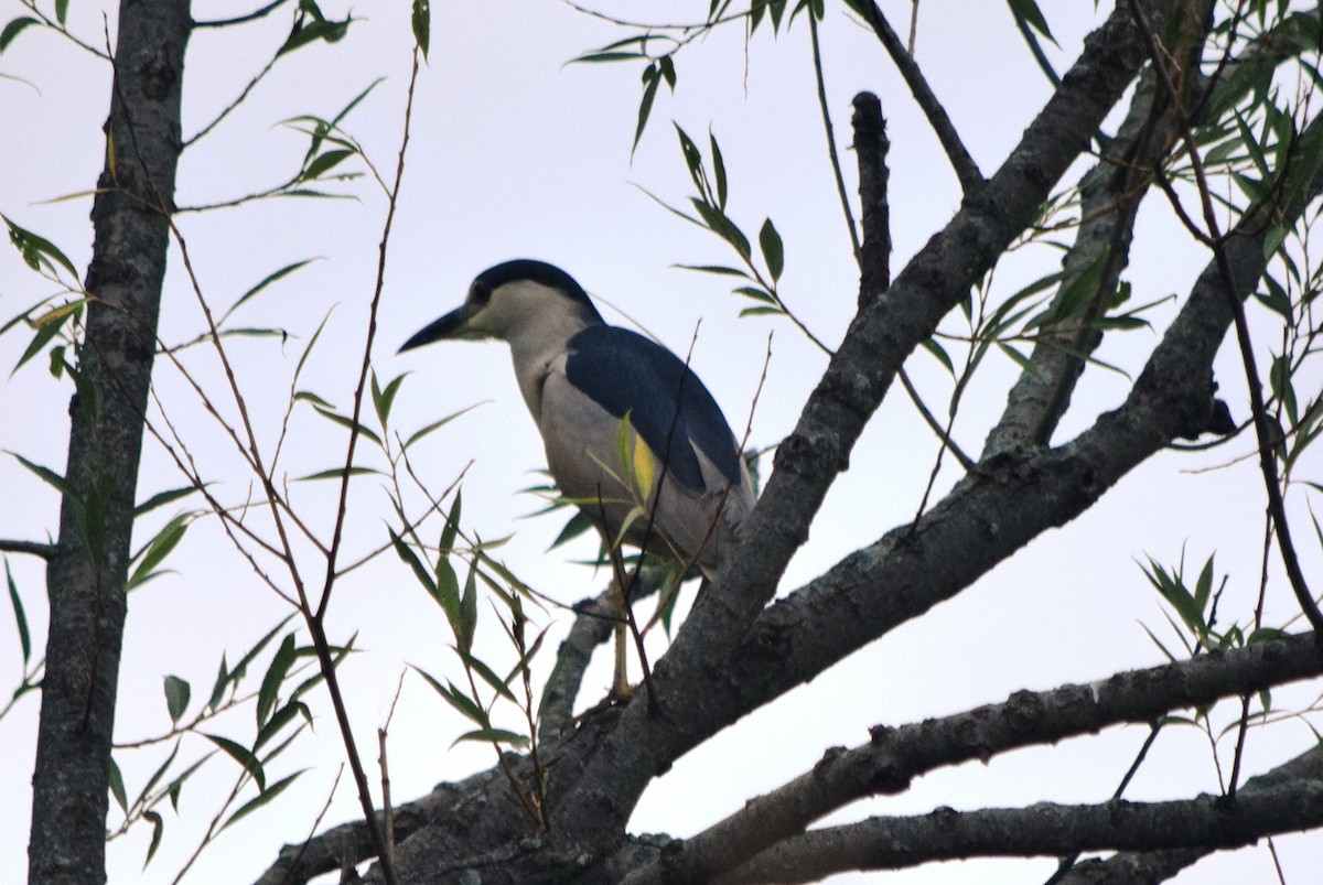 Black-crowned Night Heron - ML640594070