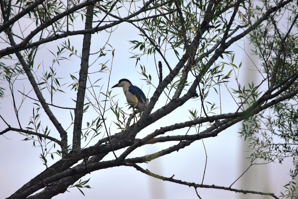 Black-crowned Night Heron - ML640594073